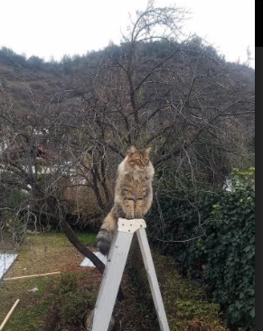 开云esport-WRC日本站：古老山路上的速度盛宴，wrc日本车手