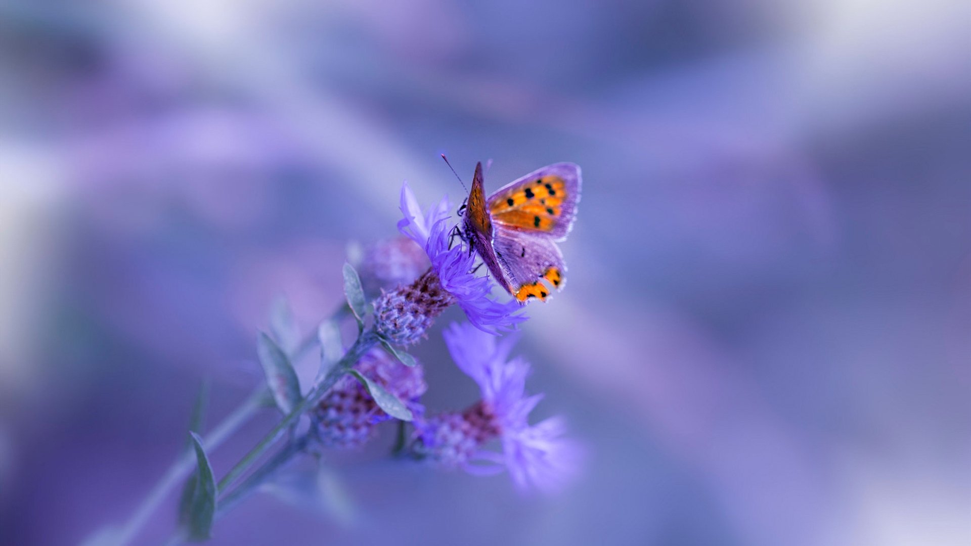 开云电竞-_青年冲浪竞速赛：浪尖上的青春角逐_，青少年冲浪培训班